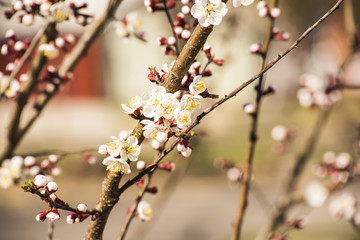 Apricot or cherry blossom flower full bloom in blue sky spring season.