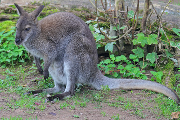 Känguru