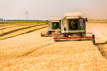 Fototapeta premium Combine harvester in action on wheat field. Harvesting is the process of gathering a ripe crop from the fields.