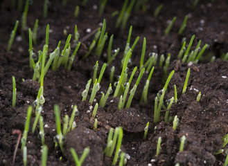 fresh oat sprouts with water drops, close up. Young sprouts of w
