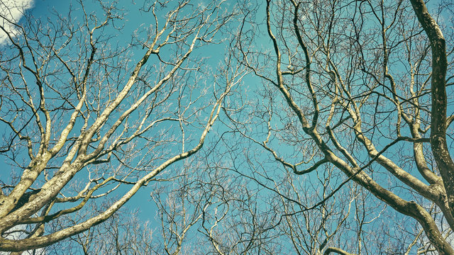 Looking up at the leafless tops of plane trees, retro stylized picture.