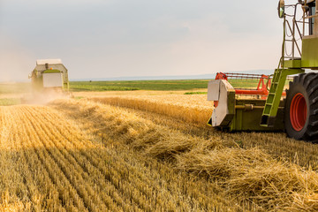 Obraz premium Combine harvester in action on wheat field. Harvesting is the process of gathering a ripe crop from the fields.