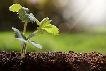 Young Plant Growing In Sunlight 