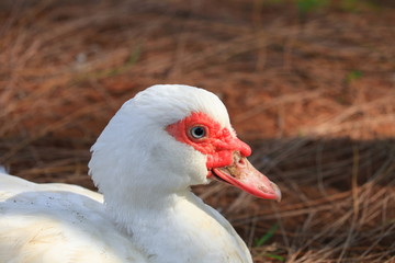 white duck close up on rural  farm