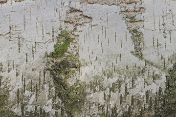 Obraz premium Birkenrinde