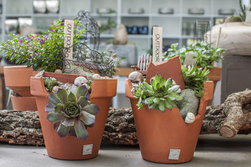 Minigarten Feengarten