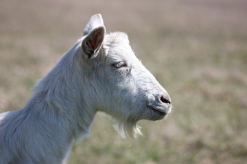 white goat in a green meadow namascusa