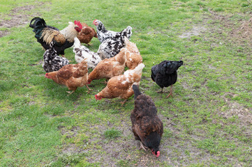 cock and hens on grass