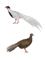 male and female silver pheasant,