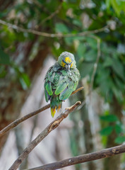 Green parrot wet after the rain dries sitting on a tree branch in the Delta of the Orinoco - Venezuela, Latin America