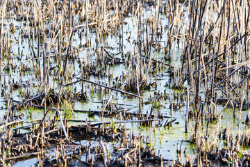 Burnt cane in the swamp as a background