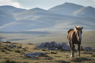 Fototapeta na wymiar Portrait of standing brown horse with white spot in front. Mountain background