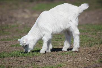 Obraz premium a goat on a pasture meadow