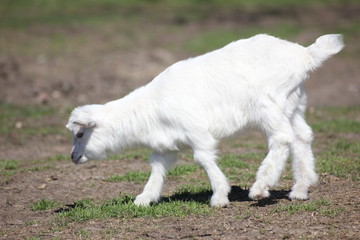 Obraz premium white goat walking a green meadow pasture