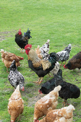 cock and hens on grass