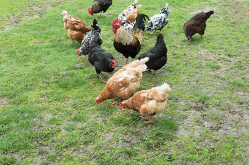 cock and hens on grass