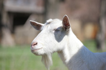 white goat in a green meadow namascusa