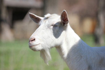 Obraz premium white goat in a green meadow namascusa