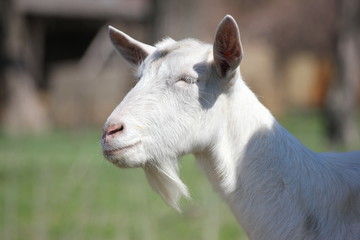 Obraz premium white goat in a green meadow namascusa