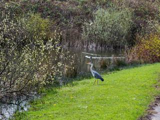 Heron by lake