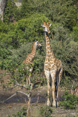 Giraffe in Kruger National park, South Africa