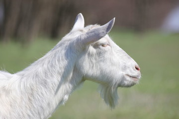 white goat in a green meadow namascusa