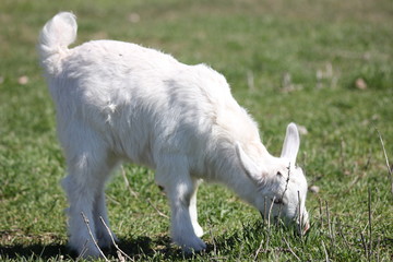 Naklejka na ściany i meble white goat walking a green meadow pasture