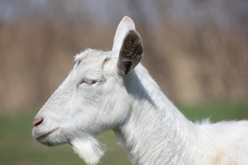 white goat in a green meadow namascusa