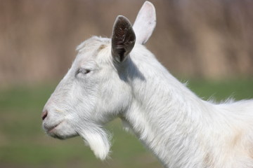 goat in the pasture