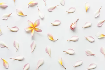 Foto op Plexiglas top view pattern of plumeria flowers laying on white background. Concept of love and spring. Flat lay. © ISSARAPONG