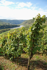 Fototapeta na wymiar view over vineyards at Moselle river (Rhineland-Palatinate in Germany)