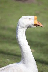 the dog is a Staffordshire Terrier for a walk the pasture meadow