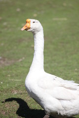 the dog is a Staffordshire Terrier for a walk the pasture meadow