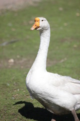 farm geese