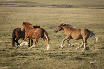 Obraz premium Two foals running freedom in a green field