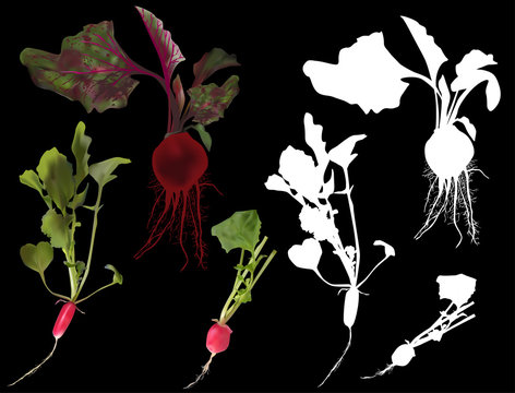 beets and radishes isolated on black