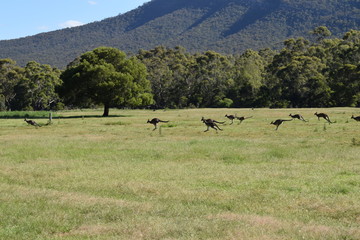 Kangaroo, marsupial animal endemic to Australia