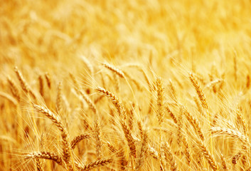 Fields of wheat at the end of summer fully ripe