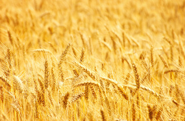Fields of wheat at the end of summer fully ripe