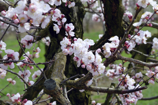 Apricot blossoms on a branch in a orchard.