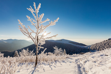 Sunbeam trough the sowy branches of a tree © Evgeni Dinev