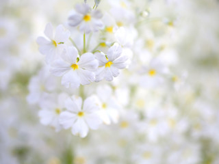 サクラソウ　白い花
