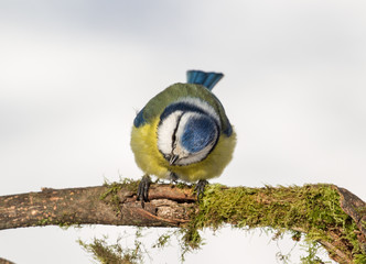Eurasian blue tit (Cyanistes caeruleus)