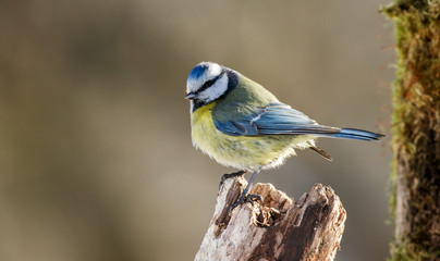 Eurasian blue tit (Cyanistes caeruleus)