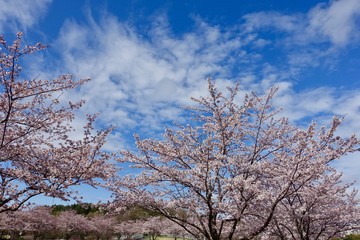 桜