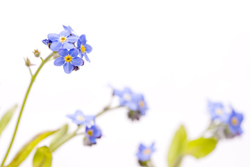 白バックのワスレナグサの花