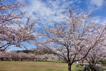 桜