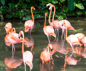 Gruppe mit Flamingos
