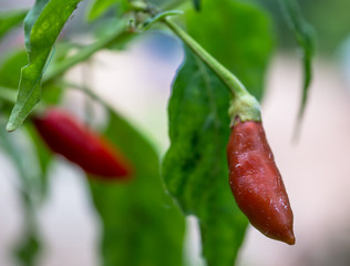 chili pepper on tree.