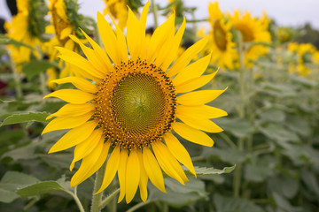 Close up Sunflower.